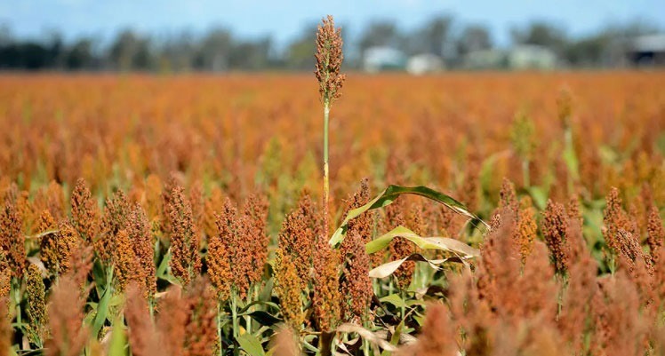 Digital Agriculture, Agriculture Consulting Firm, Agriculture Consultancy Services, Agriculture Consultancy, Agriculture Consulting Companies