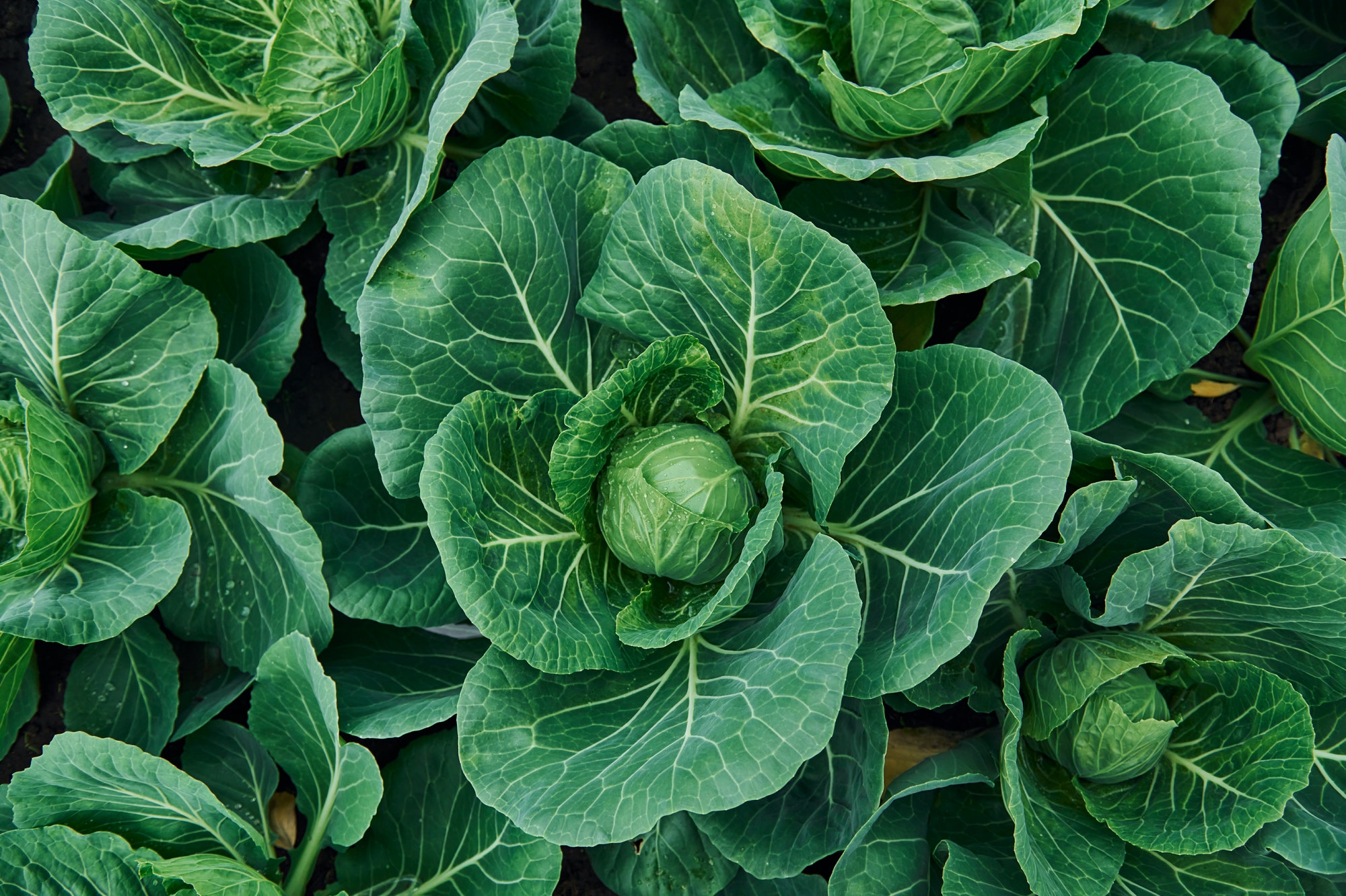 Agriculture Consultancy